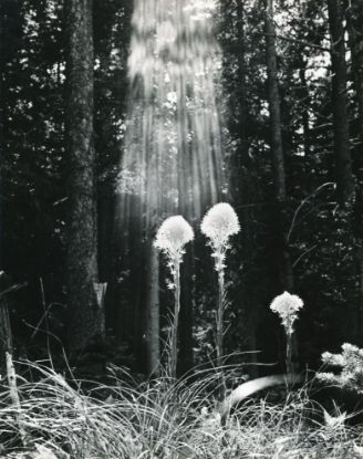 Picture of Beargrass