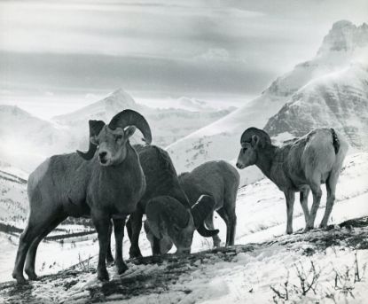 Picture of Bighorn Sheep Herd