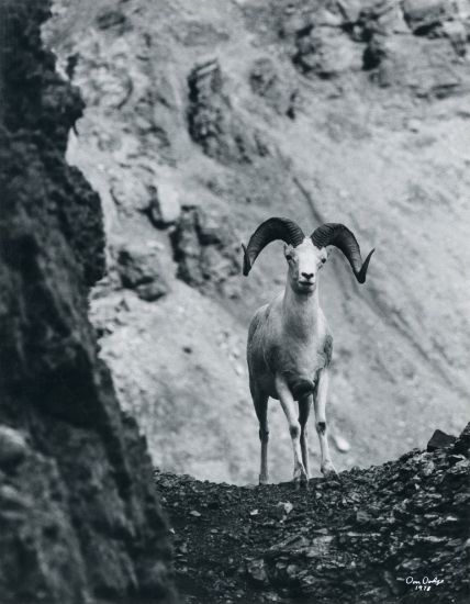 Picture of Dall Sheep